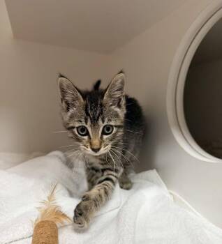 Domestic Short Hair Cats Available for Adoption in Hilton Head Island, South Carolina - Isles | PetCurious