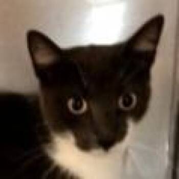PomPom -  Domestic Short Hair Cat for Adoption in Brenham, Texas - PomPom | PetCurious