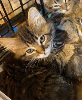 Cosmos -  Domestic Medium Hair Cat for Adoption in Albuquerque, New Mexico - Cosmos | PetCurious