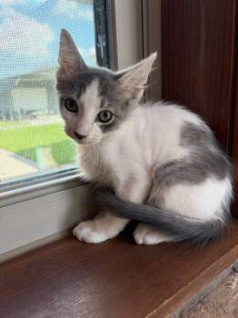 Fritz -  American Shorthair Cat for Adoption in Paulina, Louisiana - Fritz | PetCurious