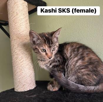 Rescue Torbie Cats for Adoption in Clarksville, Tennessee - Kashi SKS | PetCurious