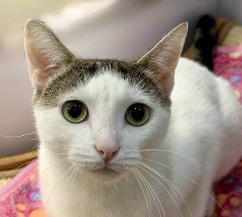 Blossom -  Turkish Van and Domestic Short Hair Cat for Adoption in Austin, Texas - Blossom | PetCurious