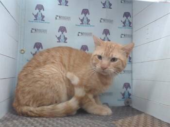 Domestic Short Hair Cats Available for Adoption in Orlando, Florida - TITAN | PetCurious