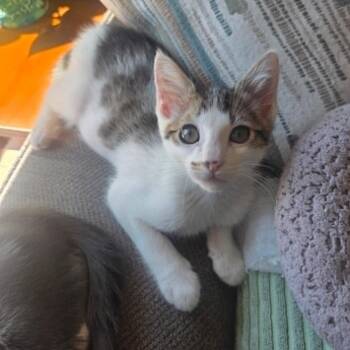 Smudge -  Domestic Short Hair Cat for Adoption in Antioch, California - Smudge | PetCurious