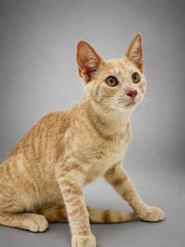 Colorado -  Domestic Short Hair Cat for Adoption in Bowling Green, Kentucky - Colorado | PetCurious