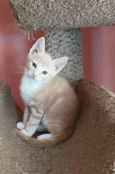 Domestic Short Hair Cats Available for Adoption in Myrtle Beach, South Carolina - Fluffernutter | PetCurious