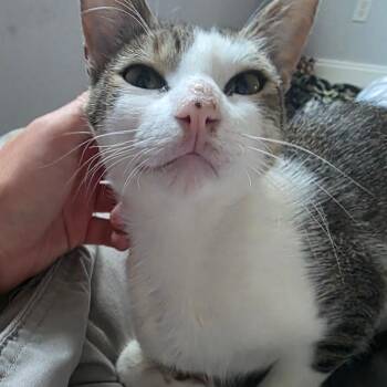 Fig C12186 -  Domestic Short Hair Cat for Adoption - Fig C12186 | PetCurious