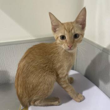 Boyd -  Domestic Short Hair Cat for Adoption in Tampa, Florida - Boyd | PetCurious