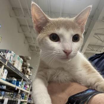Espresso -  Domestic Long Hair Cat for Adoption in Harrisonburg, Virginia - Espresso | PetCurious