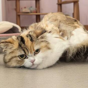 CALISTA -  Persian and Domestic Short Hair Cat for Adoption - CALISTA | PetCurious