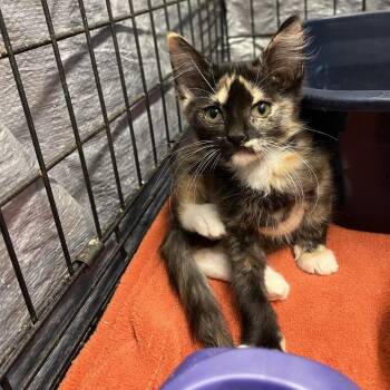 Lea -  Domestic Long Hair Cat for Adoption in Stephenville, Texas - Lea | PetCurious