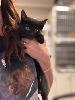 Rescue Domestic Short Hair Cats for Adoption in Hopkinsville, Kentucky - Beaker | PetCurious