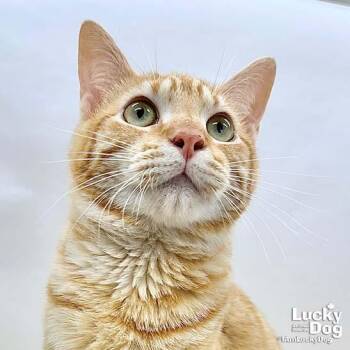 Domestic Short Hair Cats Available for Adoption in Washington, District Of Columbia - Sawyer | PetCurious