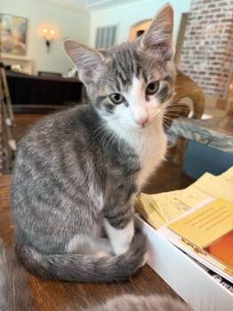 Dennis -  Domestic Short Hair Cat for Adoption in Houston, Texas - Dennis | PetCurious