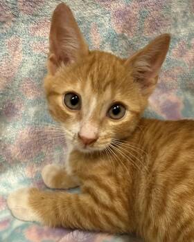 Cecil -  American Shorthair Cat for Adoption in Marvin, North Carolina - Cecil | PetCurious