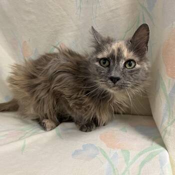 Rescue Domestic Medium Hair Cats for Adoption in Lyndhurst, Virginia - Tindra | PetCurious