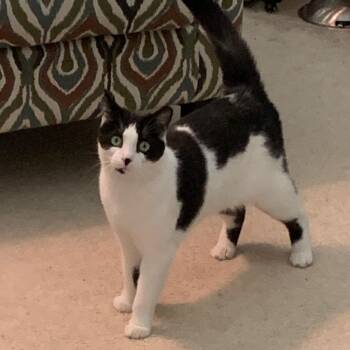 Cindy -  Tuxedo Cat for Adoption in Bonaire, Georgia - Cindy | PetCurious
