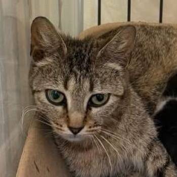 Quaker Oats -  Domestic Short Hair Cat Available for Adoption in Austin, Texas - Quaker Oats | PetCurious