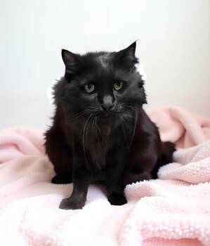 LUCY -  Domestic Medium Hair Cat for Adoption in Pasadena, California - LUCY | PetCurious