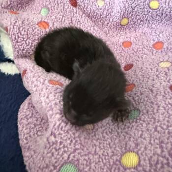 Domestic Short Hair Cats Available for Adoption in Fairfax, Virginia - Hank | PetCurious
