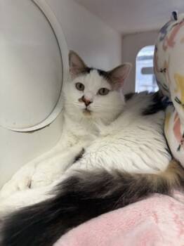 Rescue Domestic Medium Hair and Domestic Short Hair Cats for Adoption in Atlanta, Georgia - Zechariah (Sage) | PetCurious