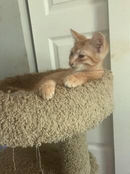 Chevy -  Domestic Short Hair Cat Available for Adoption in Alafaya, Florida - Chevy | PetCurious