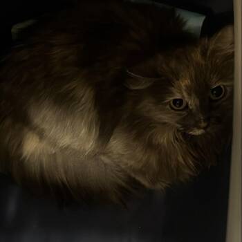 Asteria -  Domestic Long Hair Cat for Adoption in Salt Lake City, Utah - Asteria | PetCurious