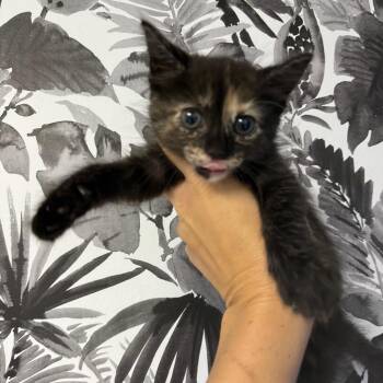 Domestic Medium Hair Cats Available for Adoption in Wahiawa, Hawaii - Poppy | PetCurious