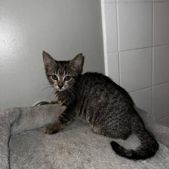 Lita -  Domestic Short Hair Cat for Adoption in Buffalo, New York - Lita | PetCurious
