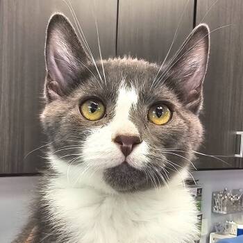 Rescue Domestic Short Hair Cats for Adoption in Zimmerman, Minnesota - Tinker | PetCurious