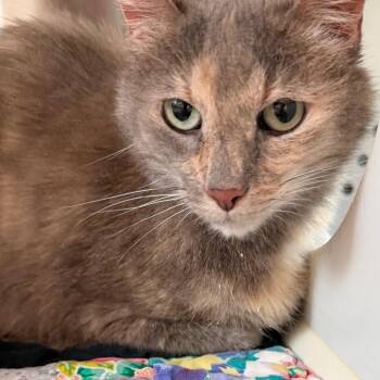 Kitty -  Domestic Short Hair Cat for Adoption in Norman, Oklahoma - Kitty | PetCurious