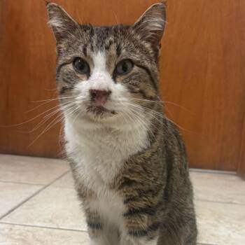 Domestic Short Hair Cats Available for Adoption in Rochester, Minnesota - Poptart | PetCurious