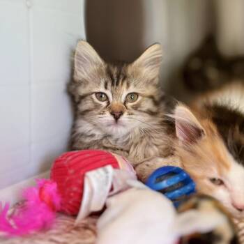 Peanut -  Domestic Medium Hair Cat for Adoption in Nashville, Indiana - Peanut | PetCurious