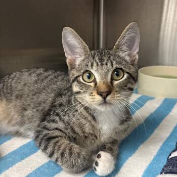 Mr.Worldwide -  Domestic Short Hair Cat for Adoption in Fort Lauderdale, Florida - Mr.Worldwide | PetCurious