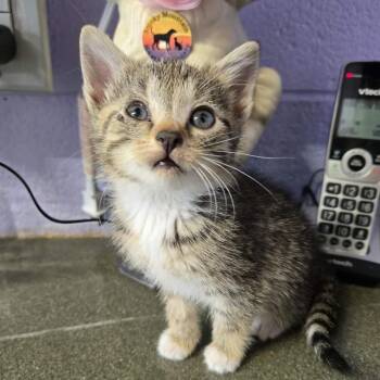 Ravioli -  Domestic Short Hair Cat for Adoption in Newport, Tennessee - Ravioli | PetCurious