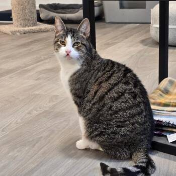 Rescue Domestic Short Hair Cats for Adoption in Goshen, Indiana - Ozzie | PetCurious