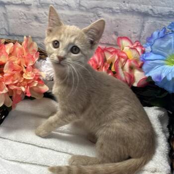 Oliver -  Domestic Short Hair Cat for Adoption in Harrisonburg, Virginia - Oliver | PetCurious