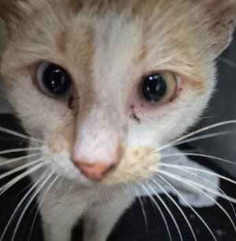 WILLOW -  Domestic Short Hair Cat for Adoption in San Antonio, Texas - WILLOW | PetCurious