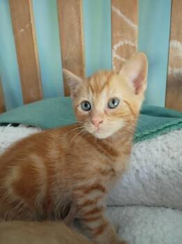 Domestic Short Hair Cats Available for Adoption in Hardeeville, South Carolina - Alvie | PetCurious
