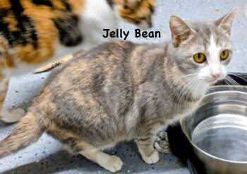 Domestic Short Hair and Dilute Calico Cats Available for Adoption - Jelly Bean | PetCurious