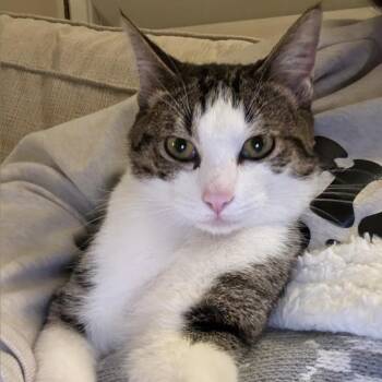 Pickles -  Domestic Short Hair Cat for Adoption in Hemet, California - Pickles | PetCurious