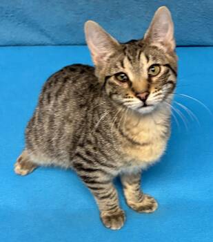 Noah -  Domestic Short Hair Cat for Adoption in Lenexa, Kansas - Noah | PetCurious