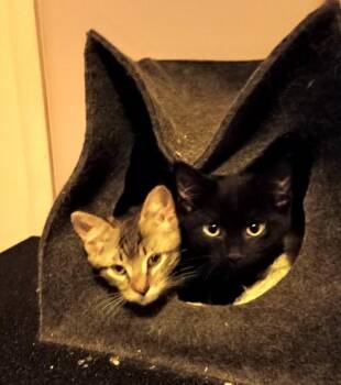 Mutt & Jeff -  Domestic Short Hair Cat for Adoption in Syracuse, New York - Mutt & Jeff | PetCurious