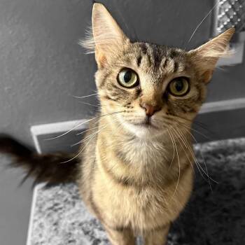 Prestyn -  Domestic Short Hair Cat for Adoption in Grantsville, Utah - Prestyn | PetCurious