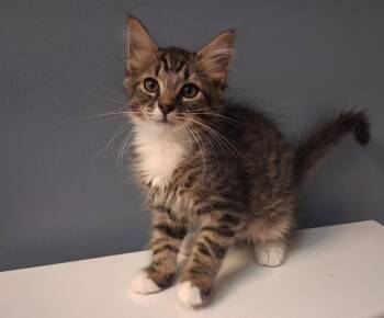 Alfie -  Domestic Medium Hair Cat for Adoption in Greensboro, North Carolina - Alfie | PetCurious