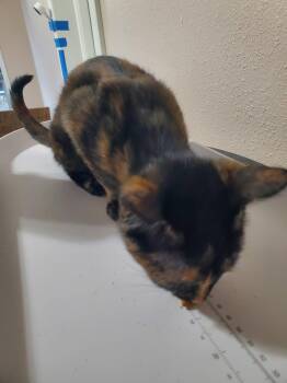 Emerald -  Domestic Short Hair Cat for Adoption in Oviedo, Florida - Emerald | PetCurious