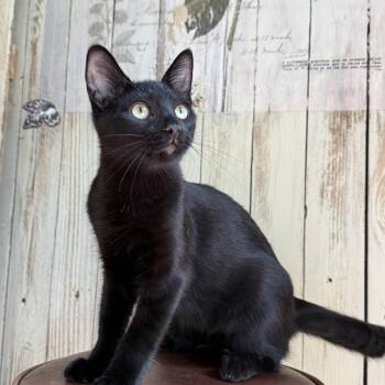 Stony -  Domestic Short Hair Cat for Adoption in Fort Worth, Texas - Stony | PetCurious