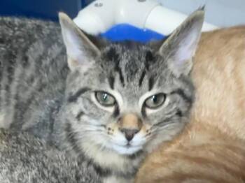 Charlie -  Domestic Short Hair and Tabby Cat for Adoption in Powell, Ohio - Charlie | PetCurious