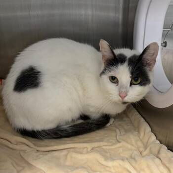 Domestic Short Hair Cats Available for Adoption - BANDIT | PetCurious