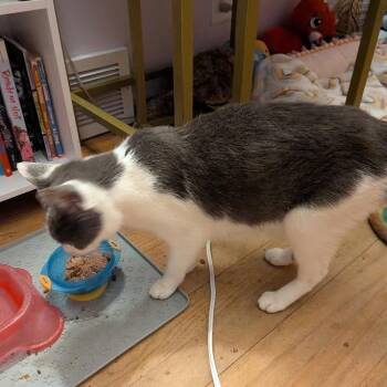 Domestic Short Hair Cats Available for Adoption in Madison, Wisconsin - Stevie | PetCurious